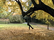 Frame from Falling Upright Into Place Frame from Falling Upright Into Place